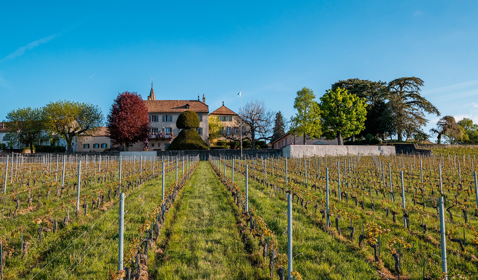 ambiance-perroy-vigne